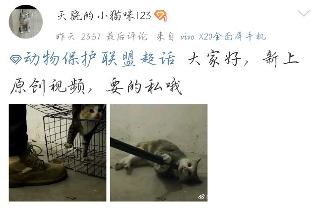 成都4名中学生组团虐猫拍视频