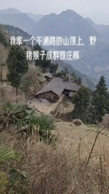 四川上百只猴子毁坏庄稼