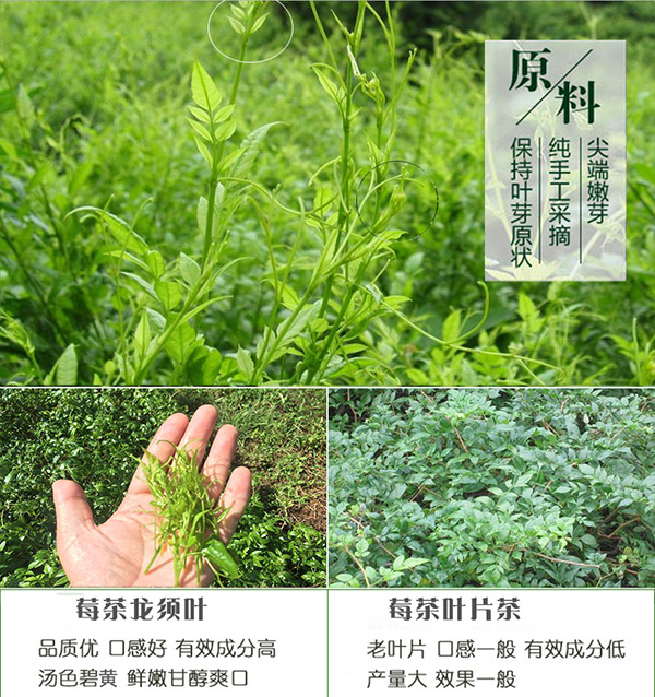 莓茶的作用与功效，全面深入解析百度百科知识