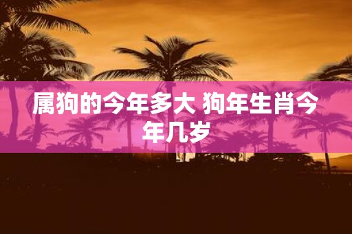 属狗的年龄解析与命运展望，今年多大？未来展望如何？