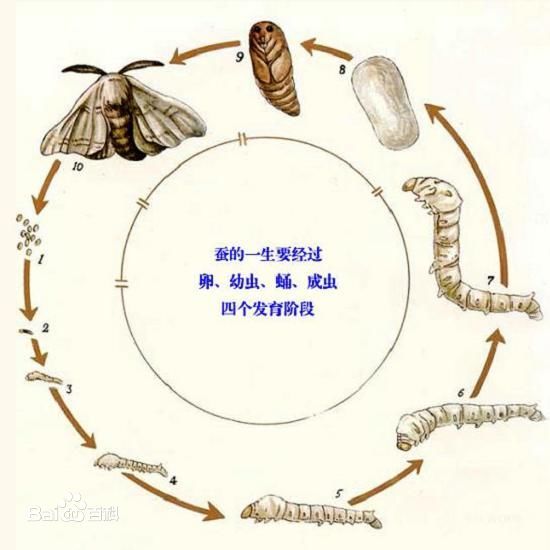 蚕组词的世界探寻，蚕文化的神秘面纱