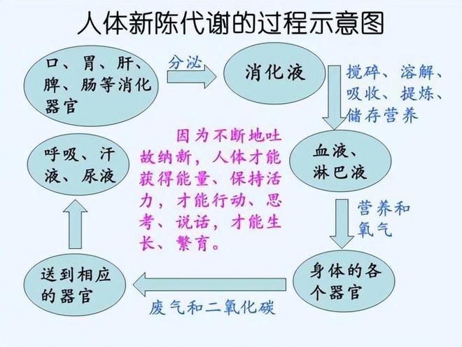 保仕婷的代谢时间与药物体内过程解析