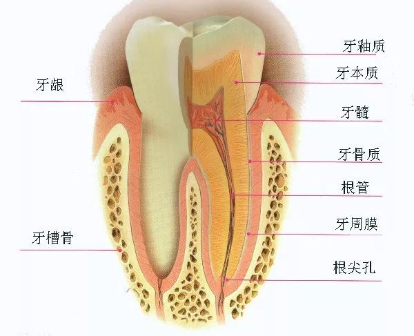 探究疼字的读音多样性