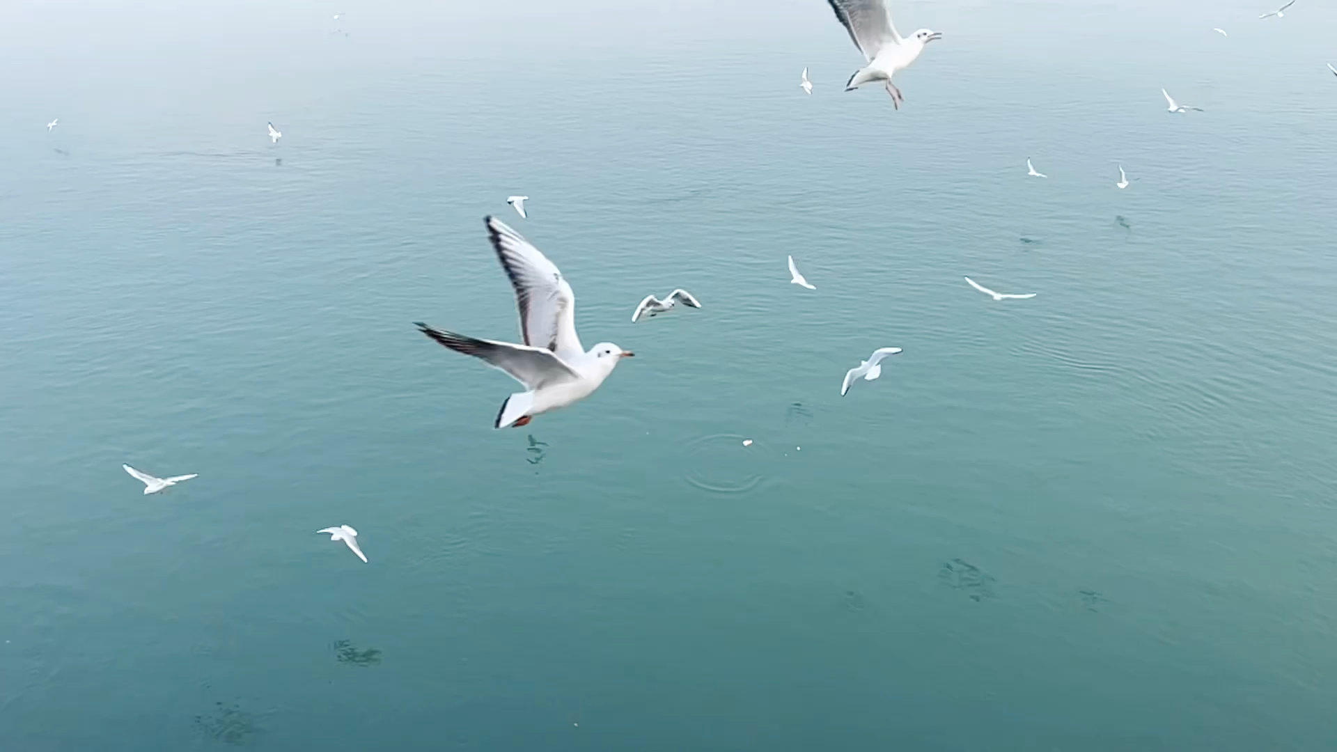 海鸥，海洋之舞者的优雅翱翔