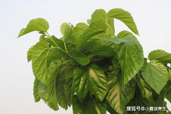 常喝桑叶茶的好处与风险解析