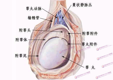 男性长期阴囊潮湿背后的病症及应对之策