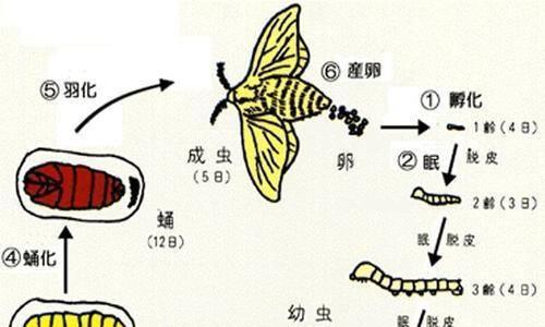 蚕组词探秘蚕丝文明奥秘