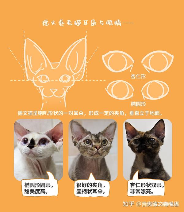 德文卷毛猫体重对照表，关注猫咪健康成长的必备指南