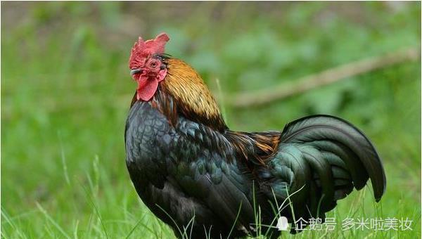 属鸡的年份与年龄对照表，最新属鸡人的年龄分布解析