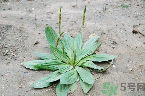 车前草与瘦肉，传统草药与食材的完美结合——功效与益处深度解析