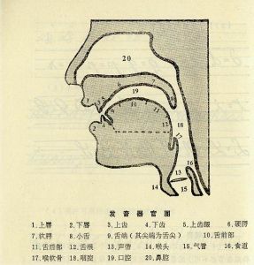 臼齿的普通话读音解析与探讨